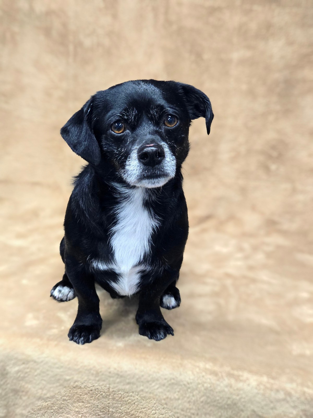 Poncho ~ Mix Breed ~ male ~ DOB: 02/24/2020 ~ 12 lbs&nbsp;currently