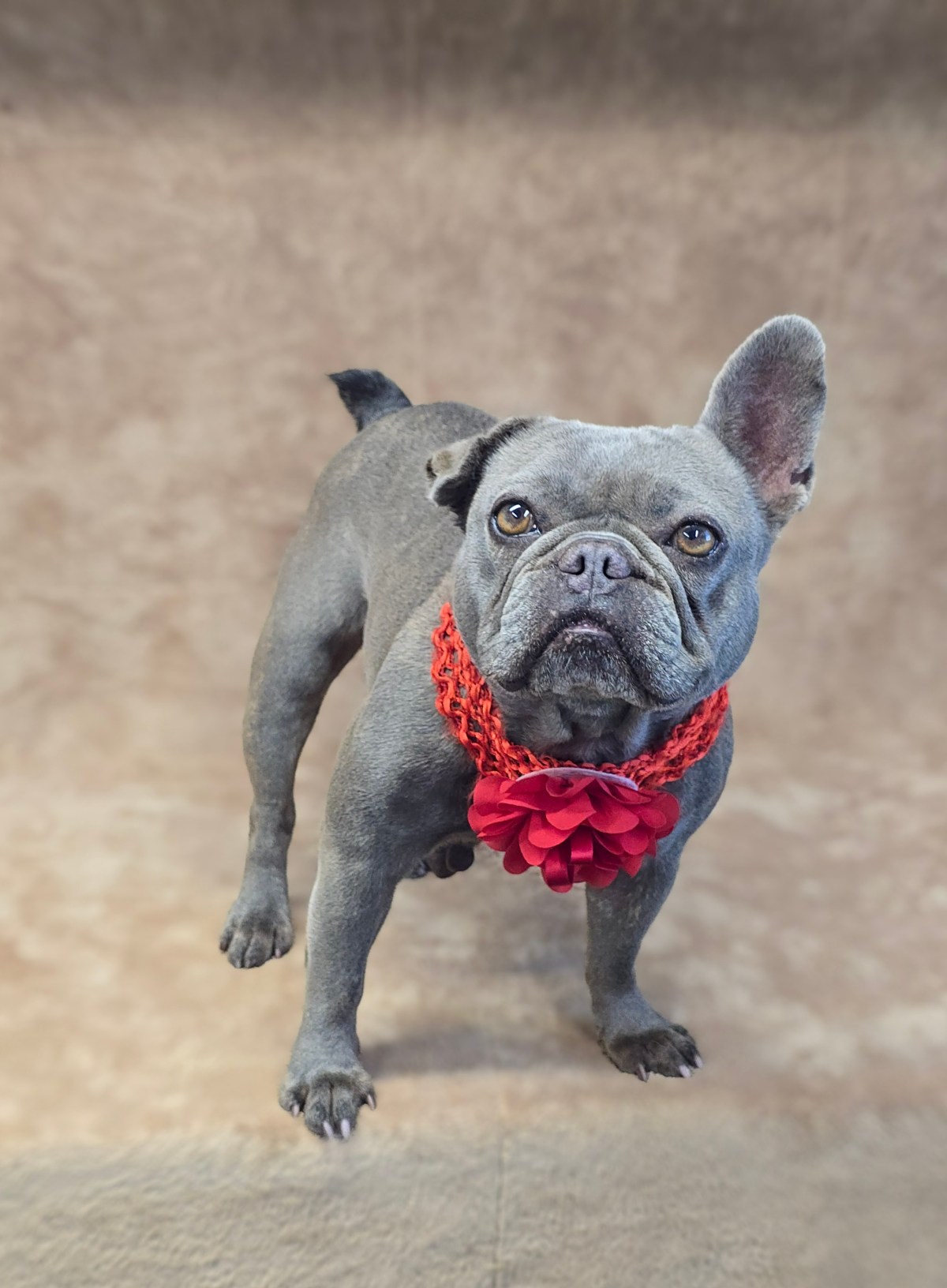 Dory ~ French Bulldog ~ female ~ 2- 3 yrs ~ 19&nbsp;lbs