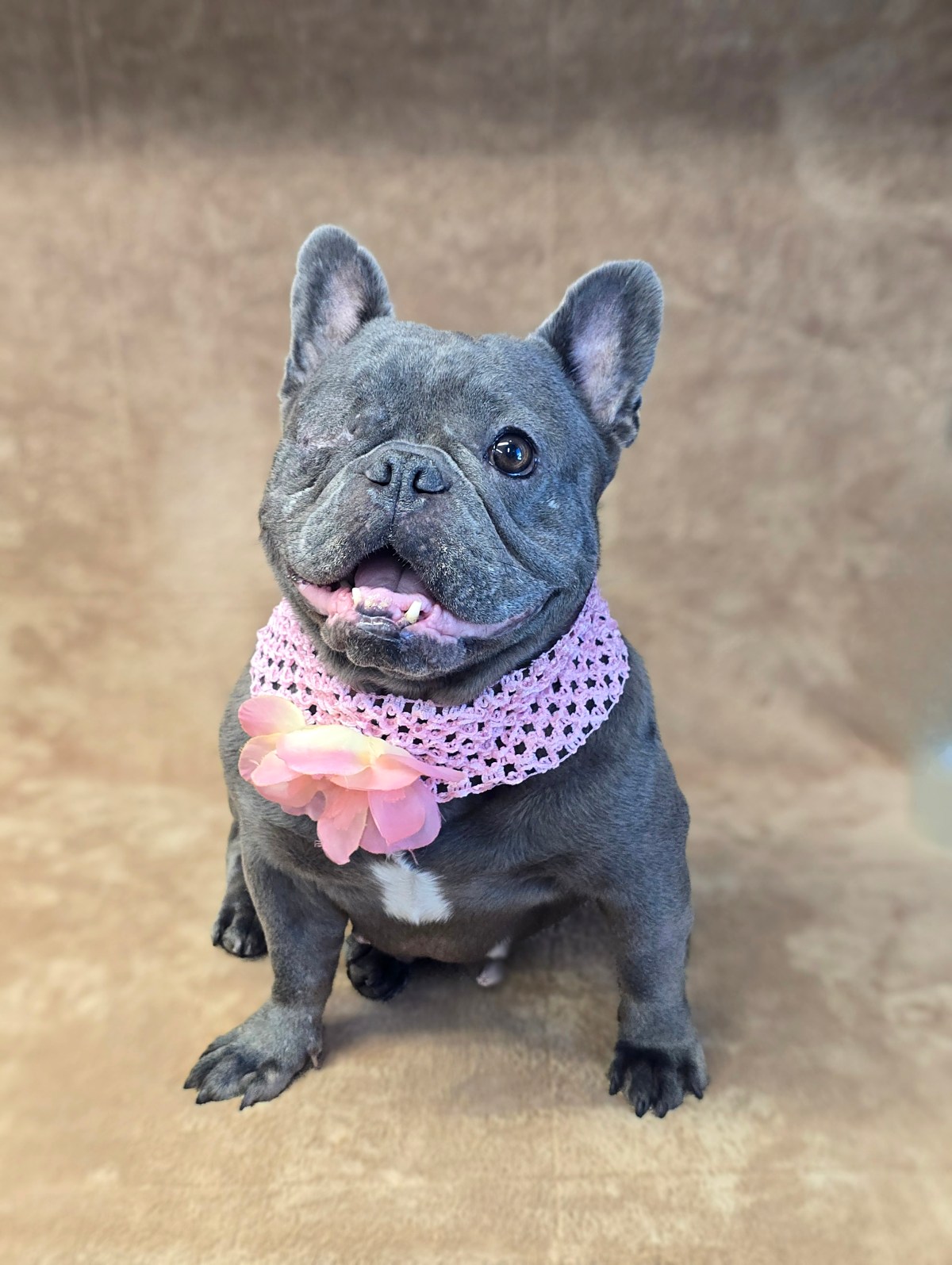 Desiree ~ French Bulldog ~ female ~ DOB: 03/15/2020 ~ 25&nbsp;lbs