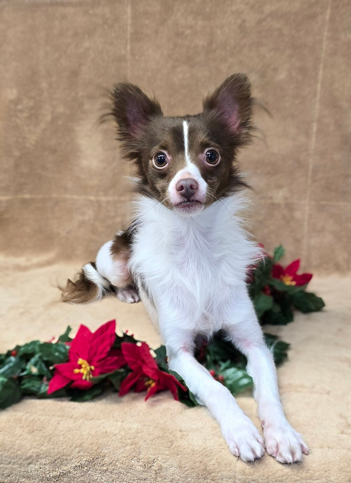 Dasher ~ Mix breed ~ male ~ 4 yrs ~ 8&nbsp;lbs