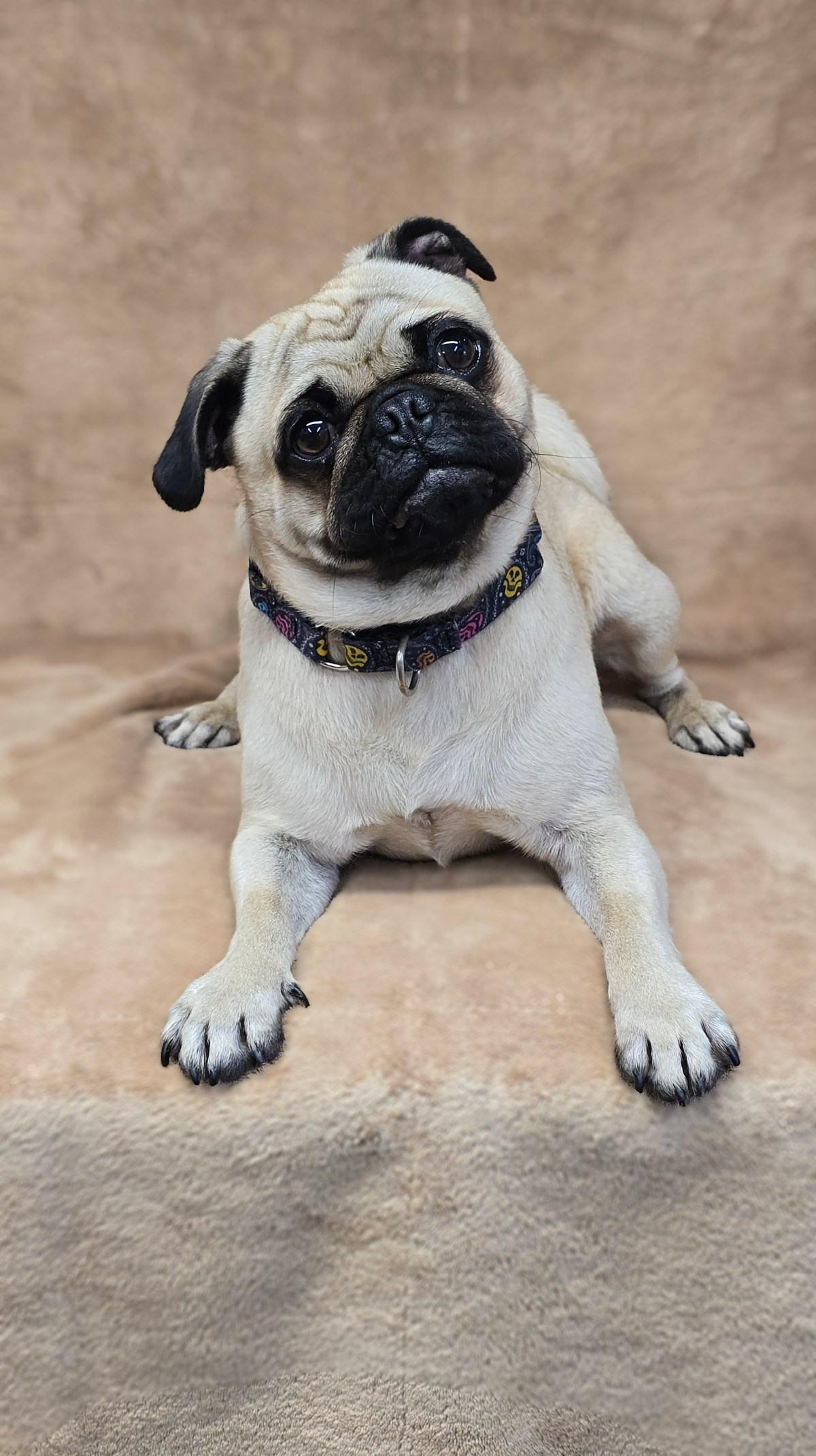 Chico ~ Pug ~ male ~ DOB: 01/07/2025 ~ 14&nbsp;lbs