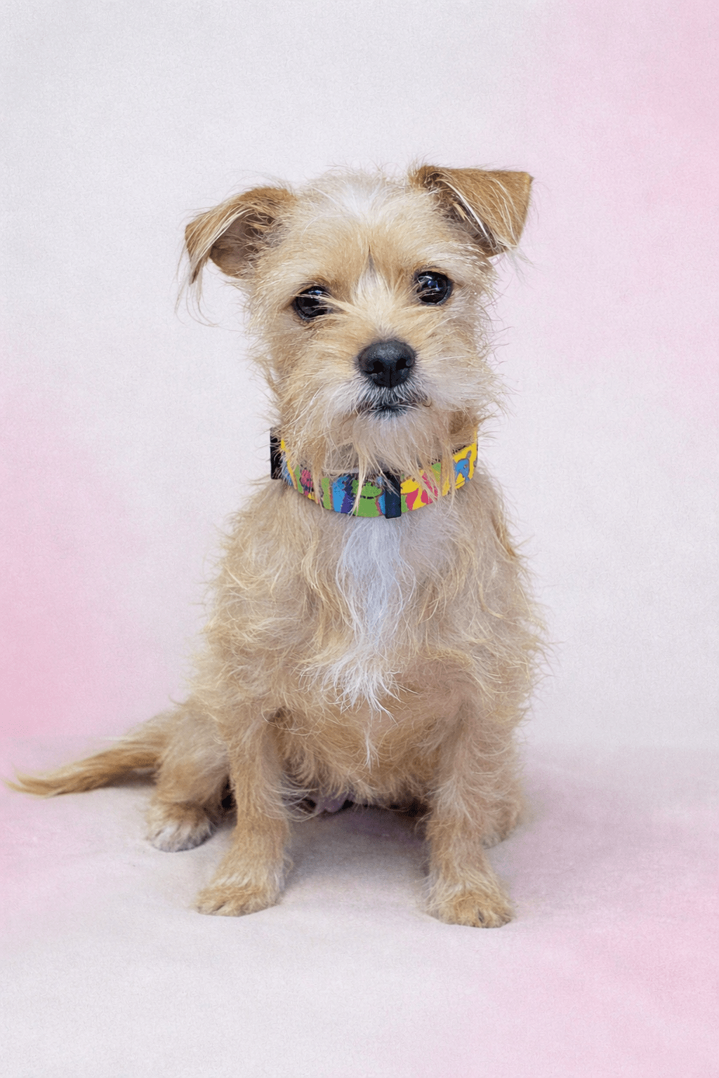 Bridget ~ Terrier mix ~ female ~ 3 – 4 yrs ~ 13&nbsp;lbs