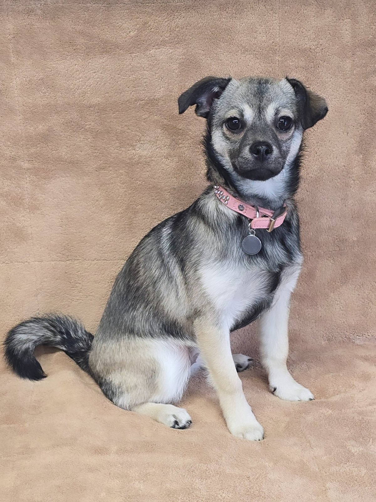 Buffy ~ Chihuahua & Pug mix ~ female ~ DOB 9/15/25 ~ 8&nbsp;lbs