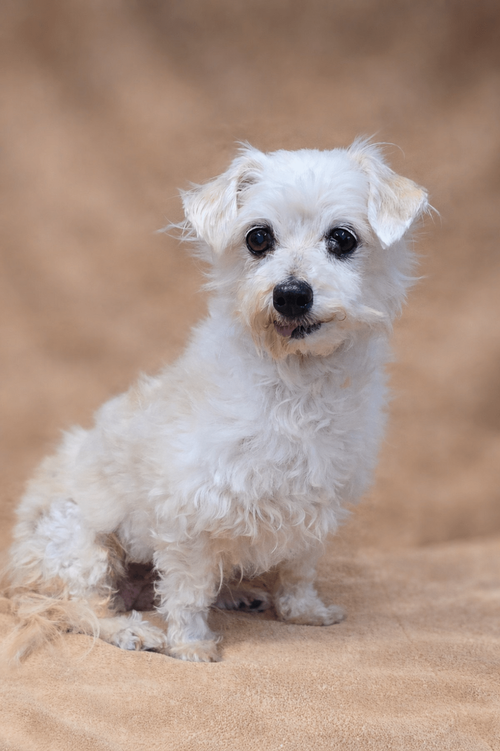 Mildred ~ Maltese & Poodle mix ~ female ~ 12 yrs ~ 10&nbsp;lbs