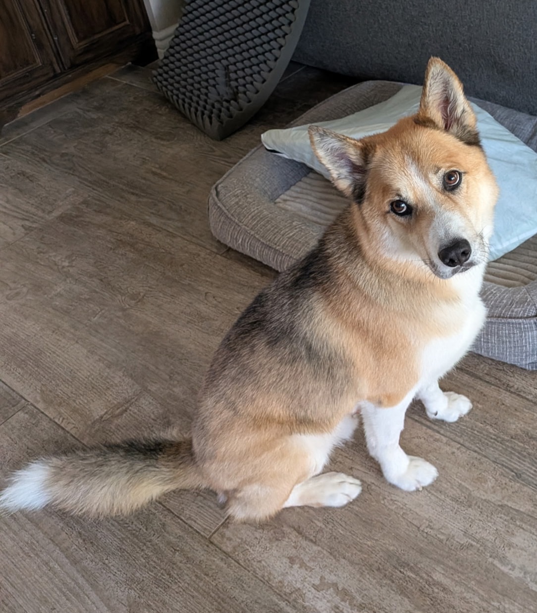 Nelson&nbsp; ~ Husky/Aussie/Cattle Dog ~ male ~ 7 yrs  ~ 74&nbsp;lbs