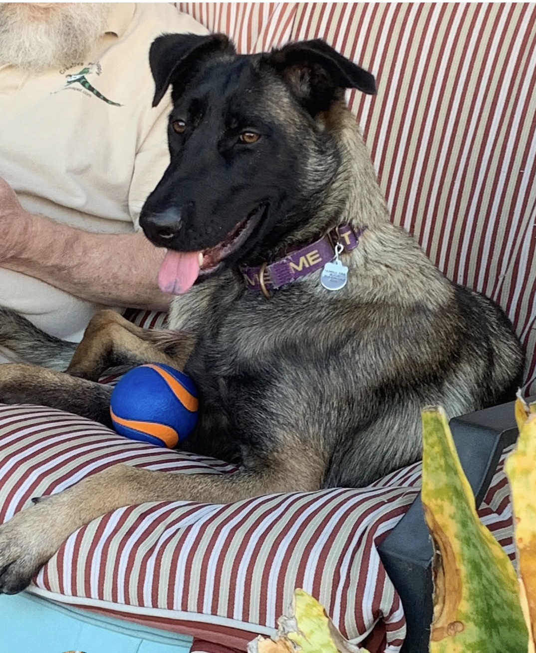 Kika ~ Belgian Malinois/Shepherd mix~ female ~ 1 yr ~ 47&nbsp;lbs