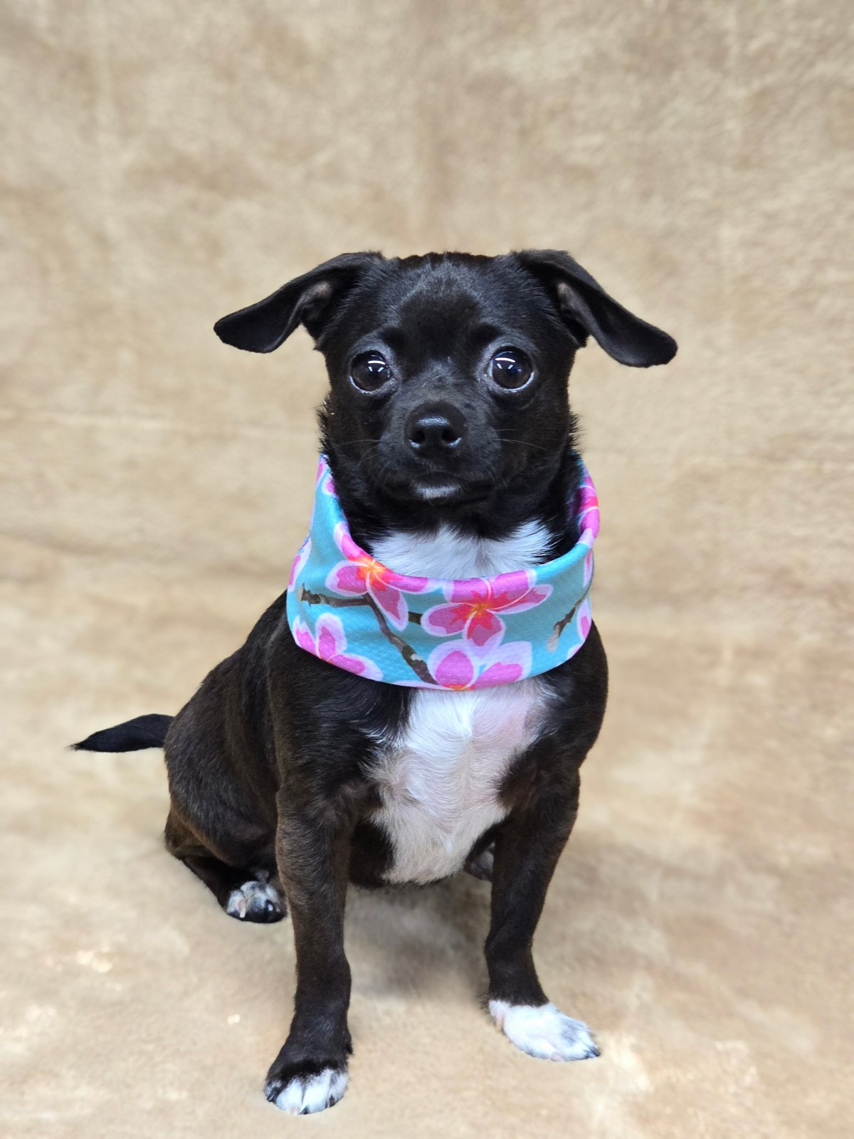 Morticia ~ Chihuahua mix ~ female ~ 2-3 yrs ~ 5.8&nbsp;lbs