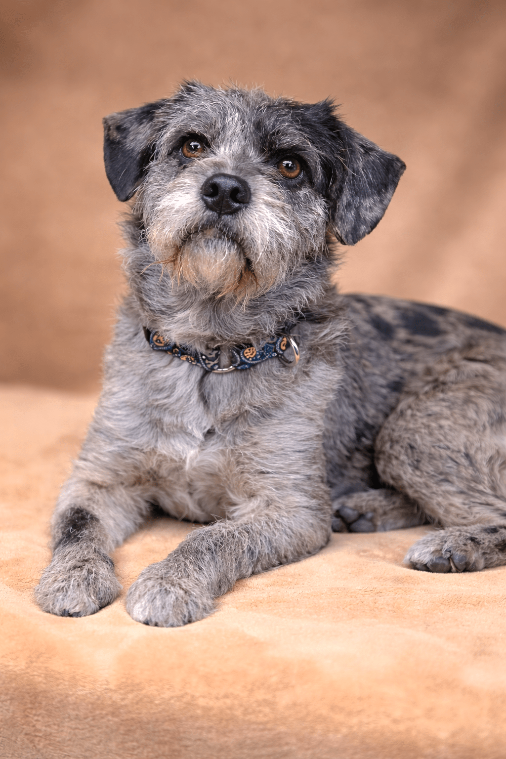 Pop-Tart ~ Mix Breed ~ male ~ almost 2 yrs ~ 27&nbsp;lbs