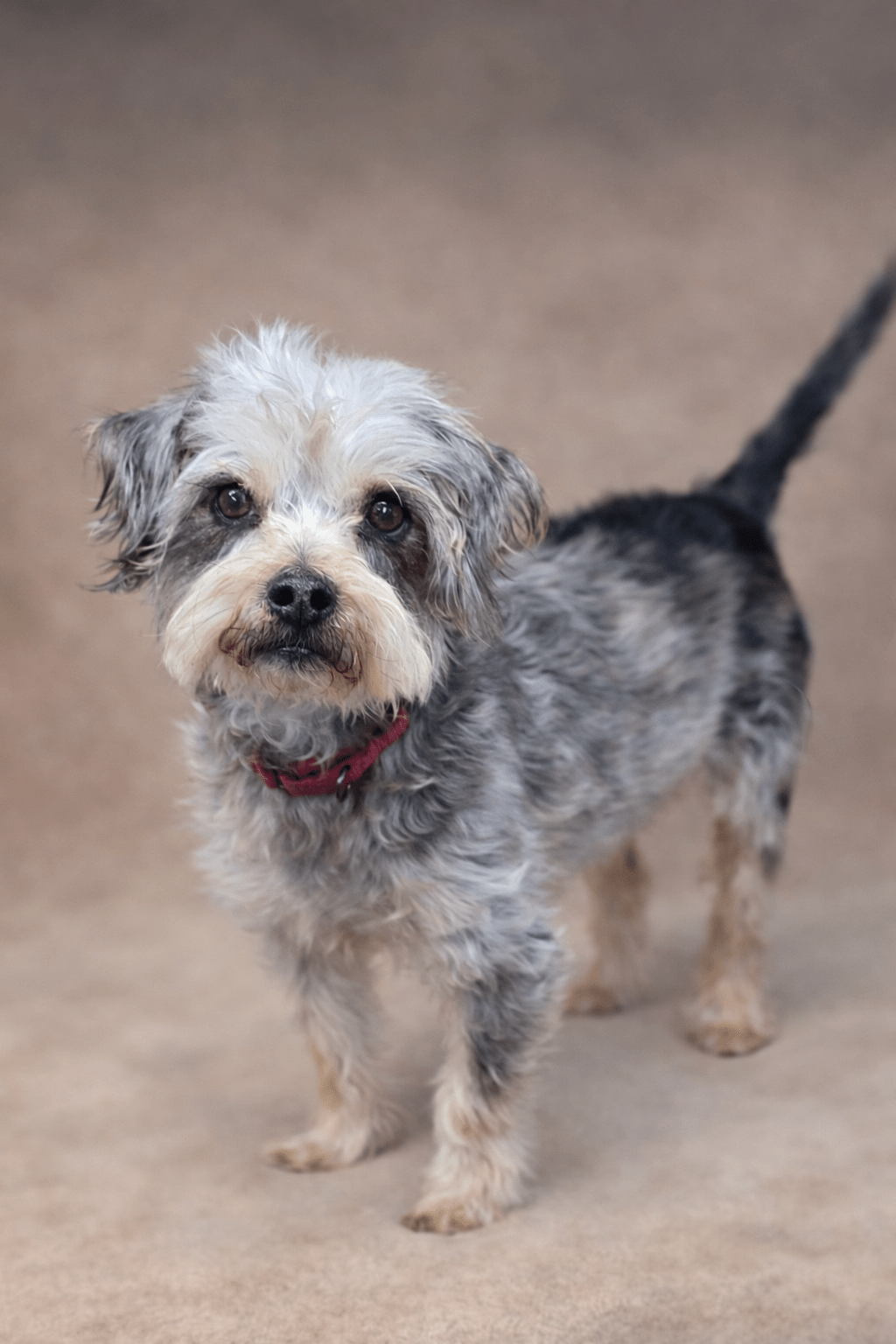 Milton ~ Yorkie Mix ~ male ~ 5-6 yrs old ~ 14&nbsp;lbs