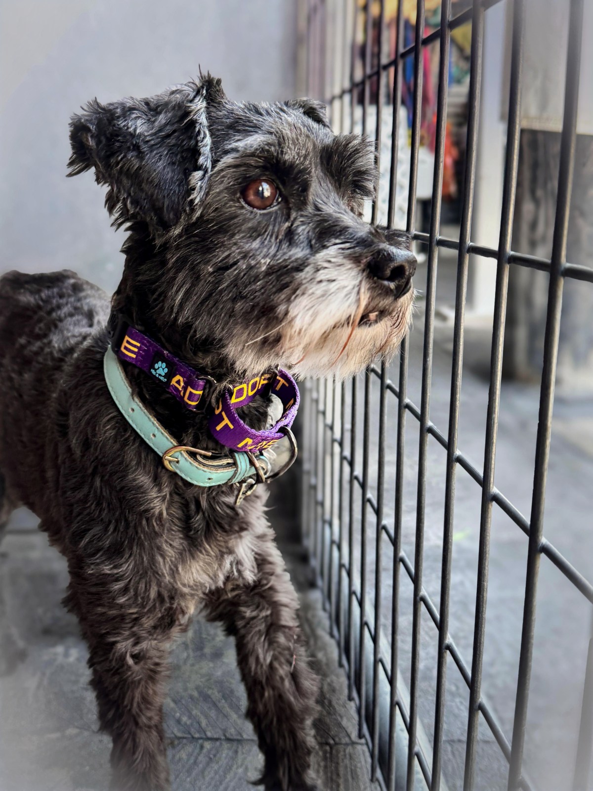 Daisy ~ Terra-Poo mix ~ female ~ 7-8 yrs ~ 17&nbsp;lbs