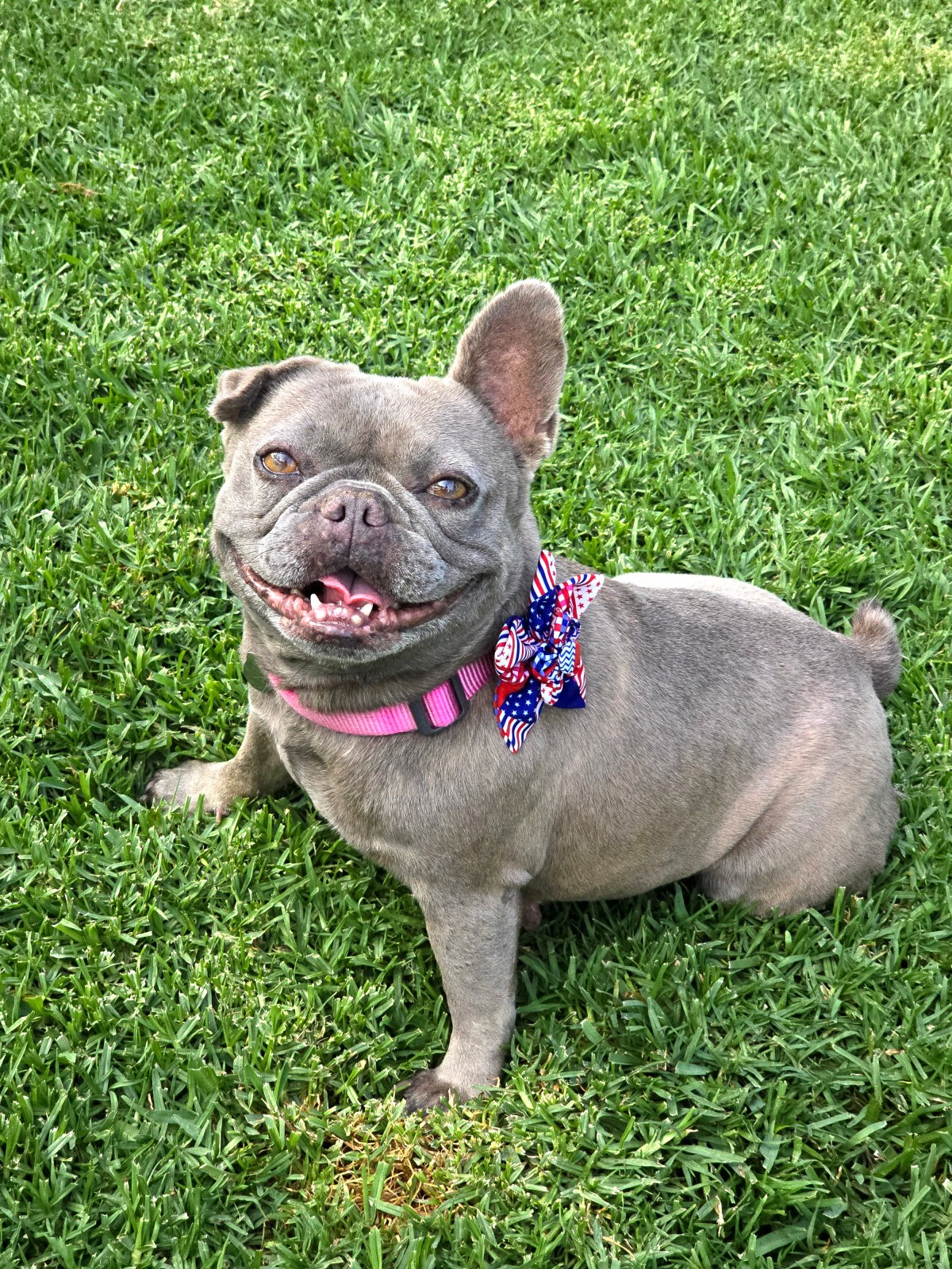 Dory ~ French Bulldog ~ female ~ 4 yrs ~ 19&nbsp;lbs