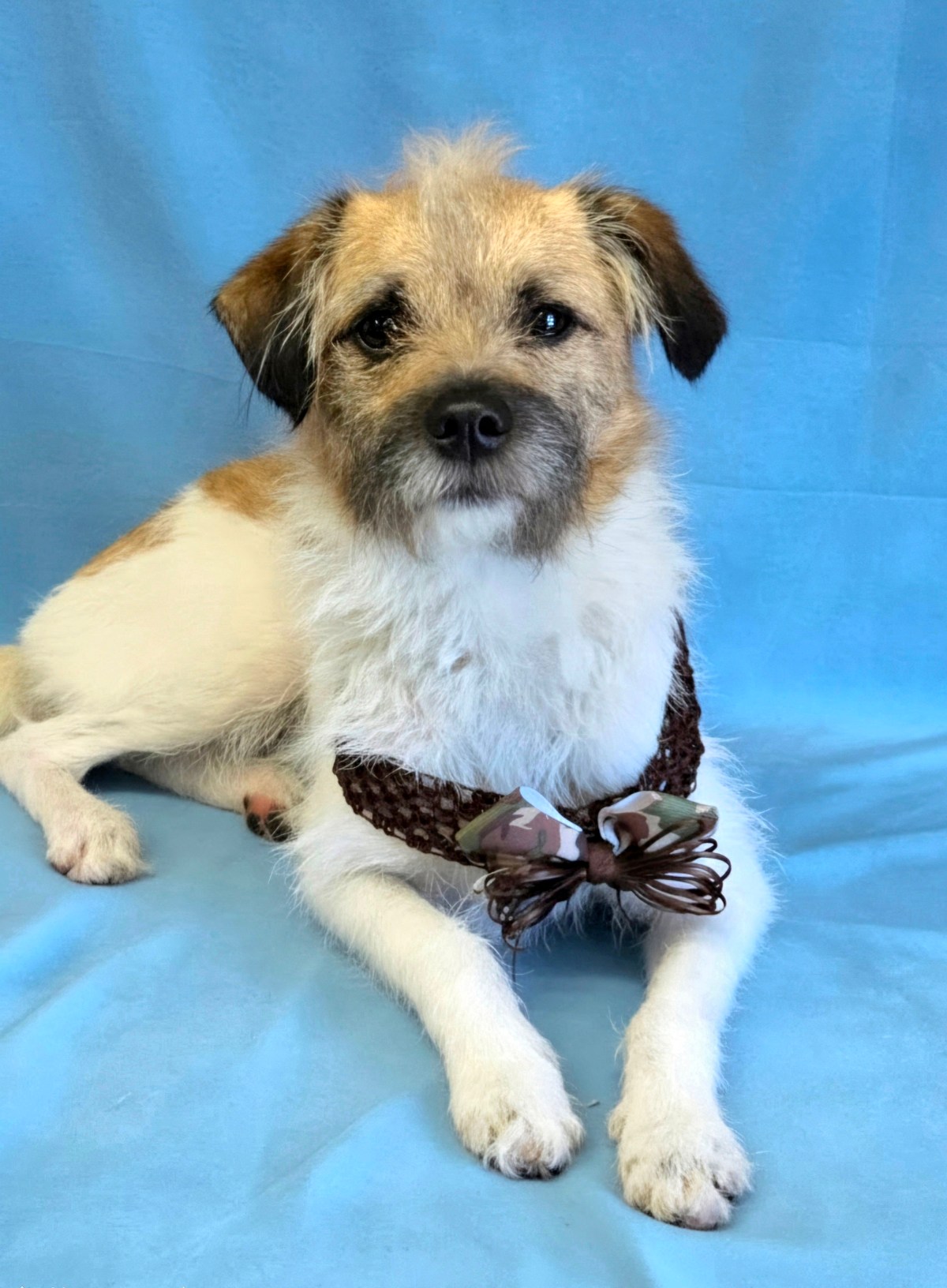 Hendrix ~ Terrier mix ~ male ~ 1-2 yrs ~ 14&nbsp;lbs