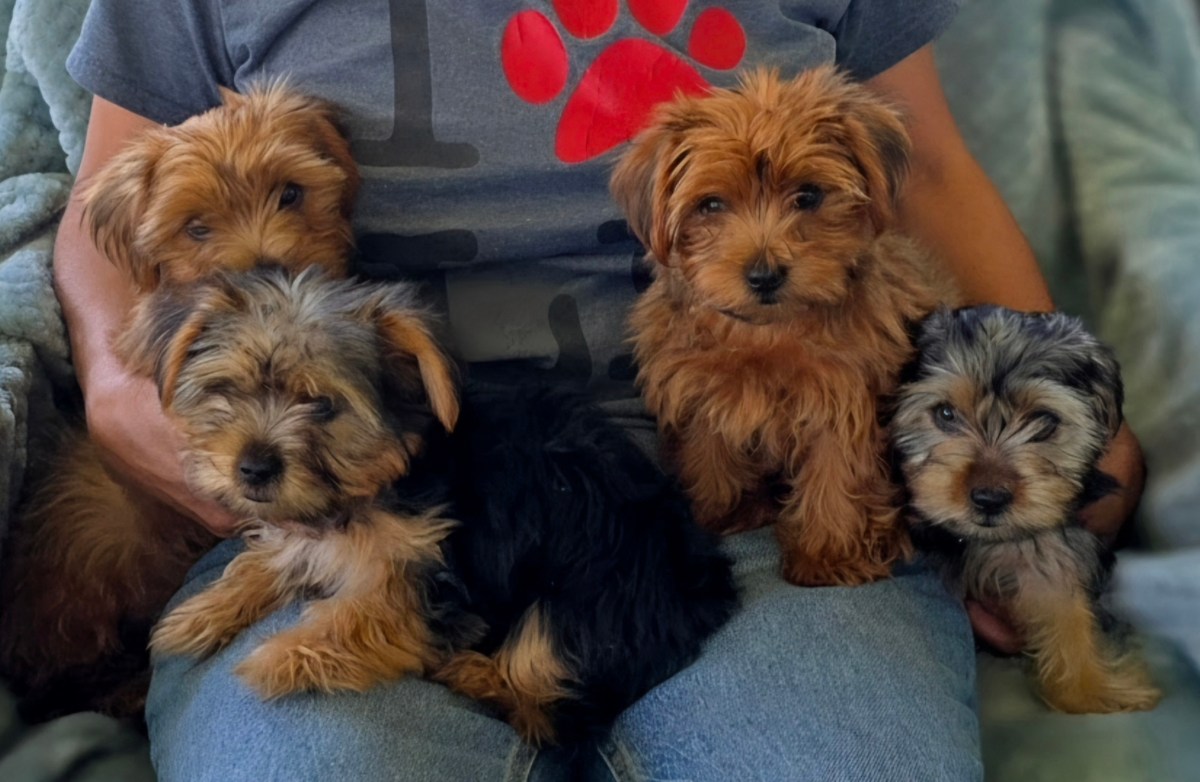 Yorkie puppies ~ 2 females ~ DOB&nbsp;5/18/25
