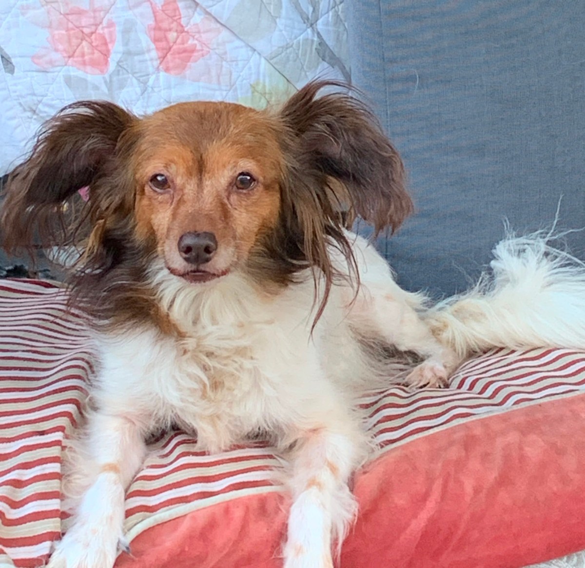 Mia ~ Papillon mix ~ female ~ 10 yrs old ~ 10-12&nbsp;lbs