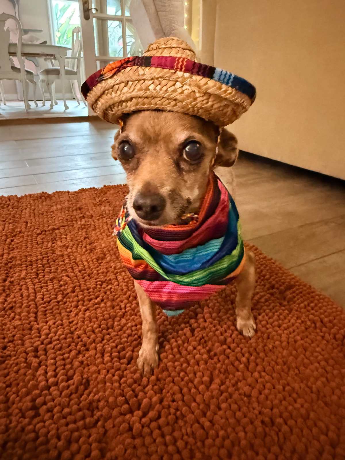 Elmer ~ Chihuahua ~ male ~ 10-12 yrs old ~ 10&nbsp;lbs